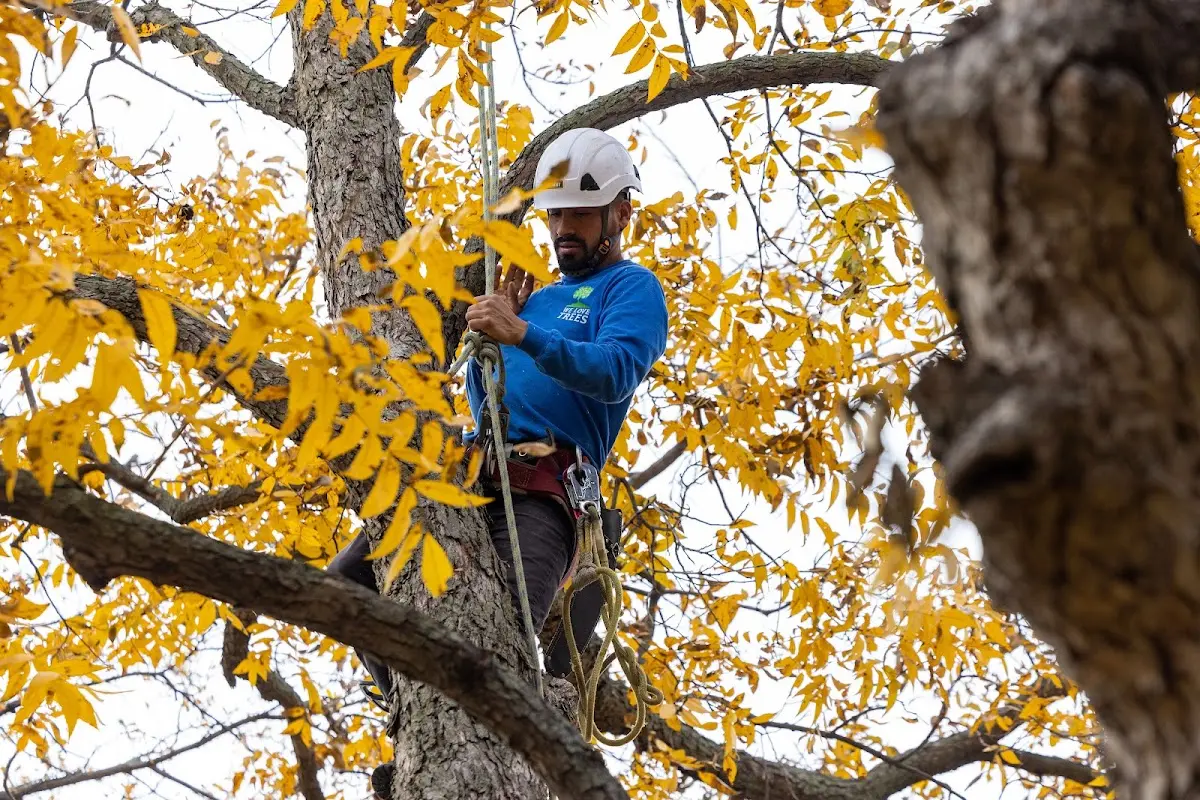 Skilled Tree Planting crew working in Hummelstown